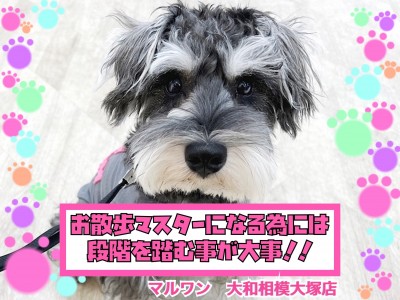 【 お役立て情報 】段階を踏むのが大事！上手なお散歩の始め方！