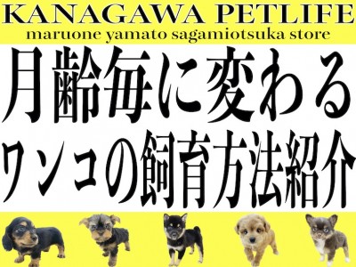 【 神奈川ペットライフ 】初心者の方必見！月齢毎に変わるワンコの飼育方法をご紹介