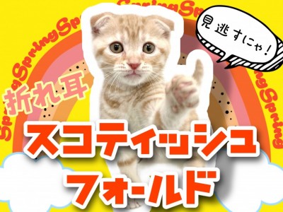 【 スコティッシュフォールド 】愛嬌たっぷりまん丸お顔の折れ耳仔猫ちゃん！