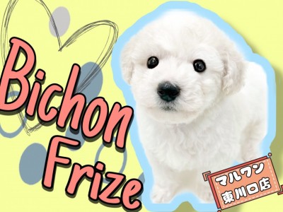 【 ビションフリーゼ 】毛量・可愛さ共に申し分無しのスペシャルパピー登場！