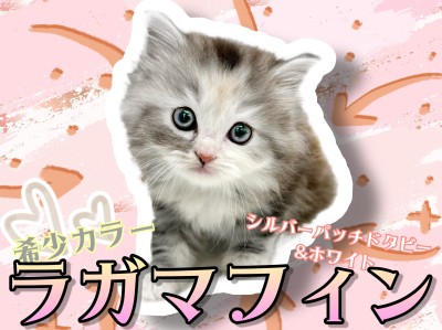 【 ラガマフィン 】希少な毛色シルバーパッチドタビー！甘え上手の女の子