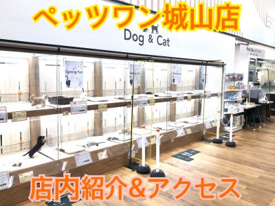 【 店舗紹介 】カインズホーム城山店内「ペッツワン城山店」をご紹介！