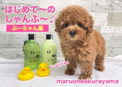 【 4/27シャンプー 】トイプーちゃん初シャンプーに挑戦！気持ちよかったよ！