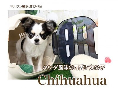 【 チワワ 】多頭飼いにオススメ！パンダ風味の女の子第3弾
