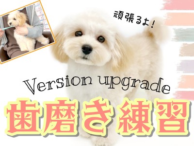 【 歯磨き 】続編 子犬・子猫から始めるデンタルケア！歯磨きトレーニング