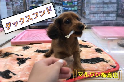 【 ミニチュアダックスフント 】お手入れ完璧！初心者でも飼いやすいダックスちゃん