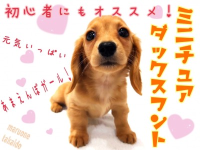 【 ミニチュアダックスフント 】初心者にもオススメ！元気いっぱい甘えんぼガール！
