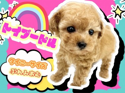 【 トイプードル 】タイニーサイズのスクエアタイプ！理想のプレミアムわんこ