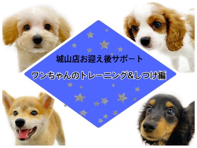 【 城山店お迎え後サポート 】ワンちゃんのトレーニング＆しつけ編