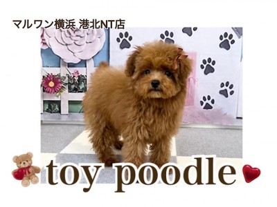 【 トイ・プードル 】ぷちサイズの愛嬌たっぷり！ゆるふわガール