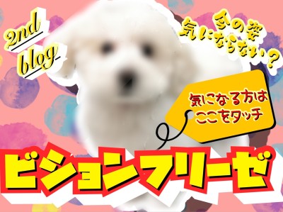 【 ビションフリーゼ 】毛量UP！アフロ犬になる為の1歩を踏み出した現在の姿は？