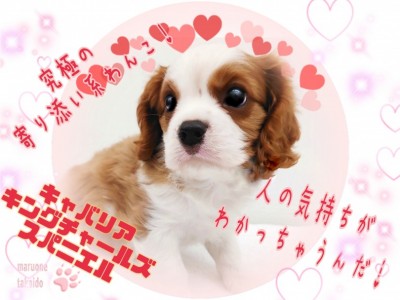 【 キャバリア 】どんなご家族とも仲良く暮らせるオールラウンダーとはボクの事！