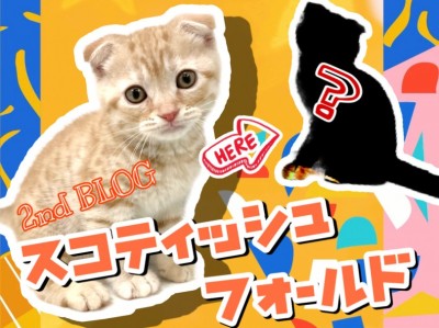 【 スコティッシュフォールド 】猫ちゃんがトレーニング！？スコの成長をご覧あれ！