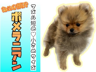 【 ポメラニアン 】生後約2か月半で762g！小さめサイズのたぬき顔ポメくん！