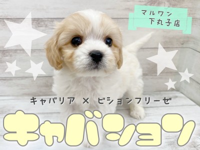 【 MIX 】人気急上昇中！話題のMIX、キャバションの男の子がやって来ました！