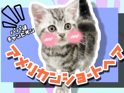 【 アメリカンショートヘア 】パパはグランドチャンピオン！陽気な性格の子猫ちゃん