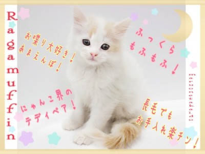 【 ラガマフィン 】ふわふわまんまる！長毛種でもお手入れ楽チン！