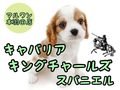 【 キャバリア 】なぜキャバリアは癒し犬と言われるのか？飼いやすさ抜群の秘密公開