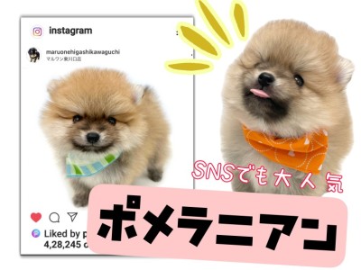 【 ポメラニアン 】5分で読める！マイペースぽめ太の魅力をどうぞご覧あれ！