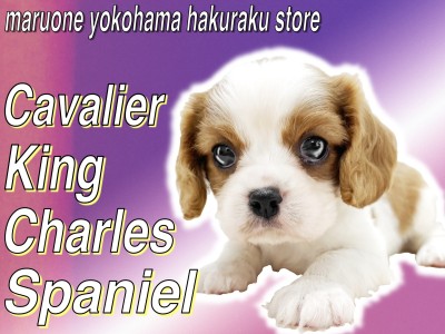 【 キャバリア 】めんそーれ！沖縄出身のおっとりとした性格で人が大好きな甘えん坊