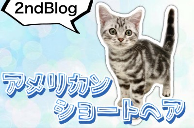 【 アメリカンショートヘア 】初めてのお散歩！美男子アメショくんの現在の姿2nd