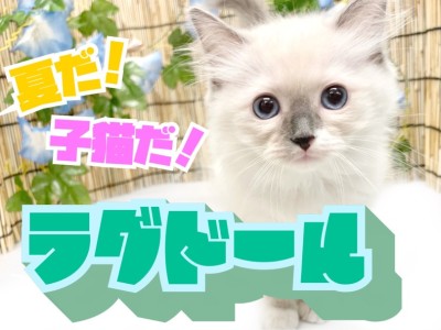 【 ラグドール 】ぬいぐるみの様な猫とはまさにこのこと！超甘々子猫が登場！