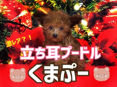 【 トイプードル 】激レア!?立ち耳プードルの「くまプー」がやってきた!!