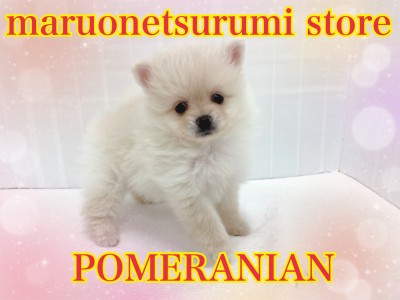 【 ポメラニアン 】おっとりな性格の小さめクリームポメラニアン！