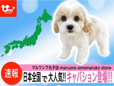 【 MIX 】日本中で大人気！SNSでバズったスーパースター！キャバション登場！