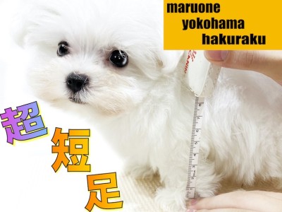 【 マルチーズ 】生後60日で750g！神奈川No.1の短さ、僅か5cmの超短足