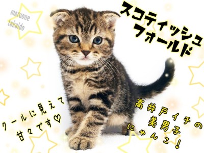 【 スコティッシュフォールド 】ギャップ萌え必須！高井戸1の美男子にゃんこ！