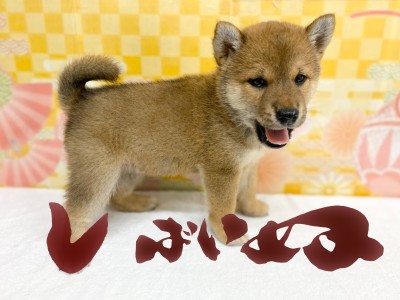 【 柴犬 赤 】可愛い柴ちゃんの魅力ポイント3つとトレーニング法をご紹介！