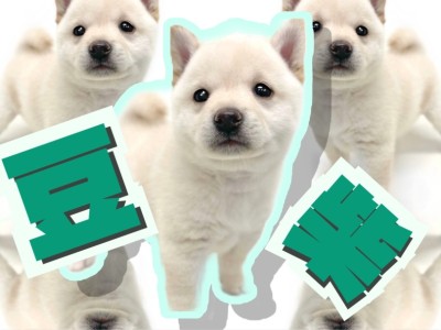 【 豆柴 】希少な白柴登場！尻尾にも種類がある！尻尾で分かる豆柴ちゃんの感情