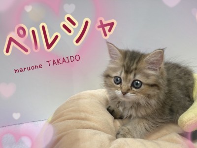 【 ペルシャ 】 とってもむっくり甘えんぼ！ふかふか天使のペルシャが登場！