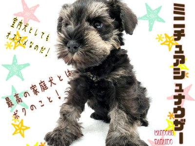 【 ミニチュアシュナウザー 】歴代No.1の甘えんぼ！賢さ抜群！魅力的な室内犬！