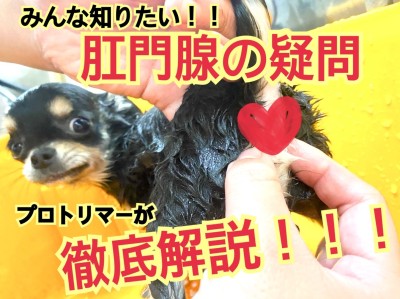 【元町トリミング】肛門腺ってこれで絞れてる？？必見！！プロが解説！！