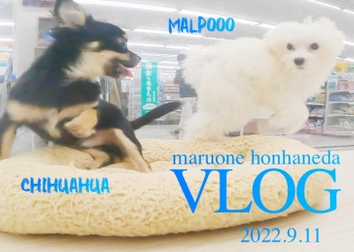 【 本羽田店VLOG  】マルプーちゃんの日常。ワクチン終わってチワワと遊ぶ！