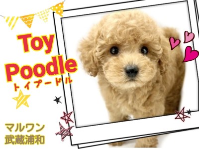 【 トイプードル 】性格良し、飼いやすい犬種NO1！毛量多めヌイグルミ感MAX犬