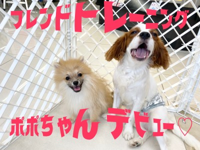 【 9/26大倉山店ショートブログ 】ポポちゃんのフレンドトレーニングデビュー！