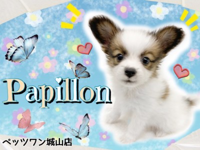 【 パピヨン 】大きな耳がトレードマーク！ウサギのようなプリティドッグ