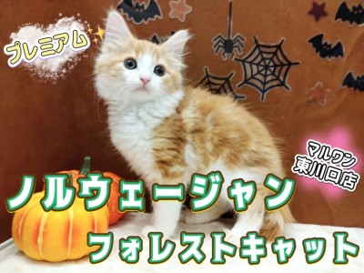 【 ノルウェージャンフォレストキャット 】激カワ！プレミアムキャットを徹底解剖！