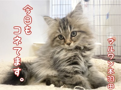 【 ペルシャ猫 】ペルシャちゃんは朝から全力でコネてますニャン！！