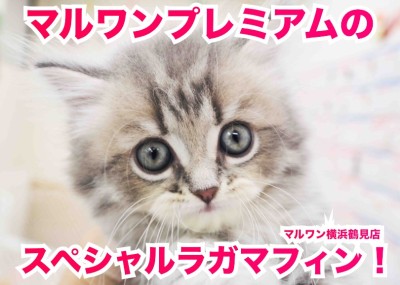 【 ラガマフィン プレミアム 】性格も食欲もルックスも！神の申し子的にゃんこ！