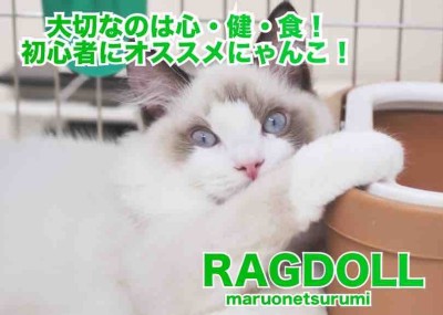 【 ラグドール 】心と健康と食欲を兼ね備えた初心者必見の大注目にゃんこ！