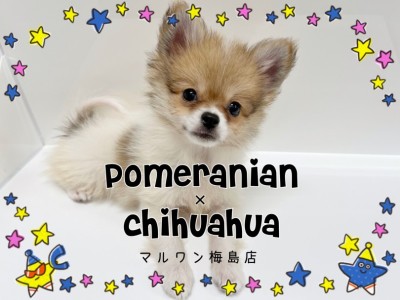 【 MIX 】両親の良い所をしたハイブリッド犬！ポメチワくんが可愛すぎる！！
