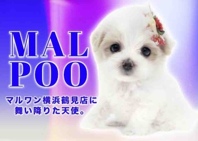 【 MIX・マルプー 】マルワン横浜 鶴見店に舞い降りた天使。
