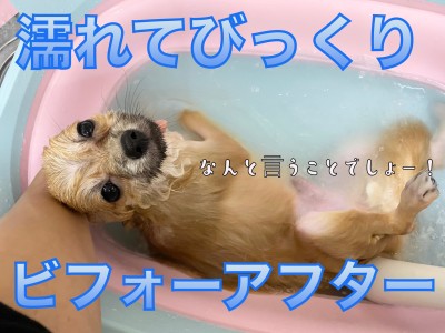 【 ポメラニアン 】濡れてびっくり！ぽぽちゃんビフォーアフター！