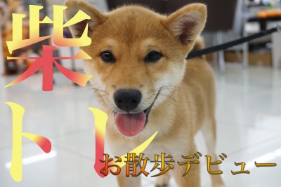 【柴トレ】柴犬に大事なお散歩＆社交性トレーニングデビュー！！