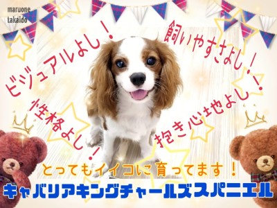 【 キャバリア 】ビジュアル良し！飼いやすさ良し！寄り添わんこに成長中！