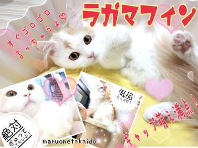 【 ラガマフィン 】気品あふれる王子様に変身！にゃんこ界のテディベア！